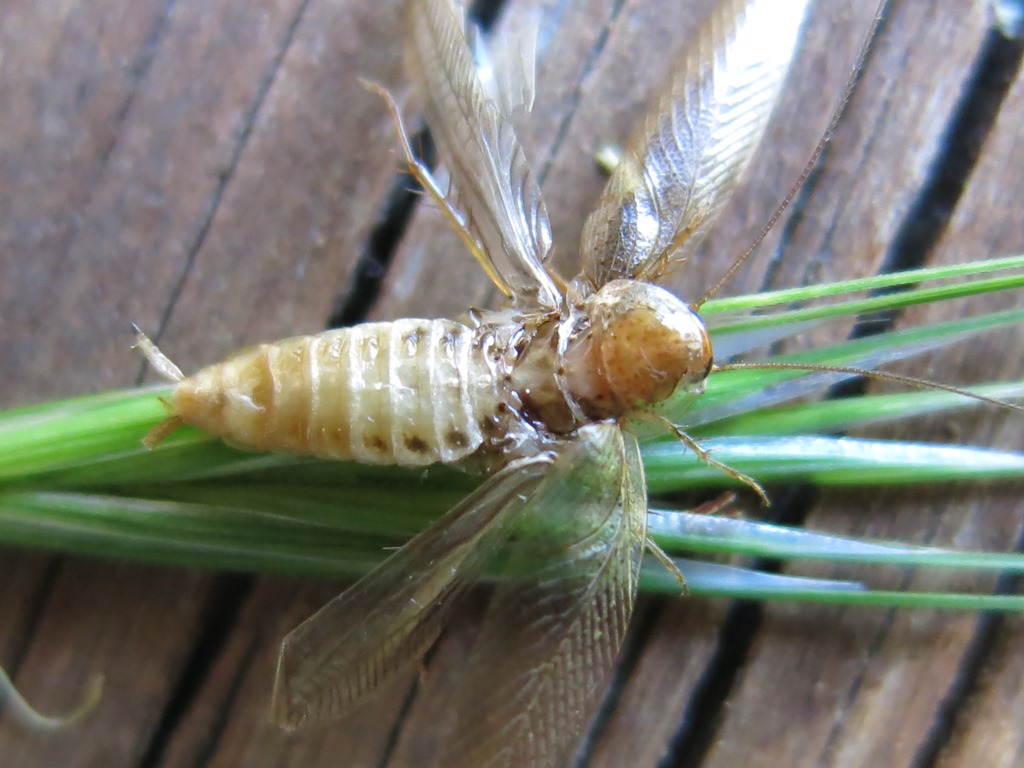 Ectobius pallidus (Olivier, 1789)