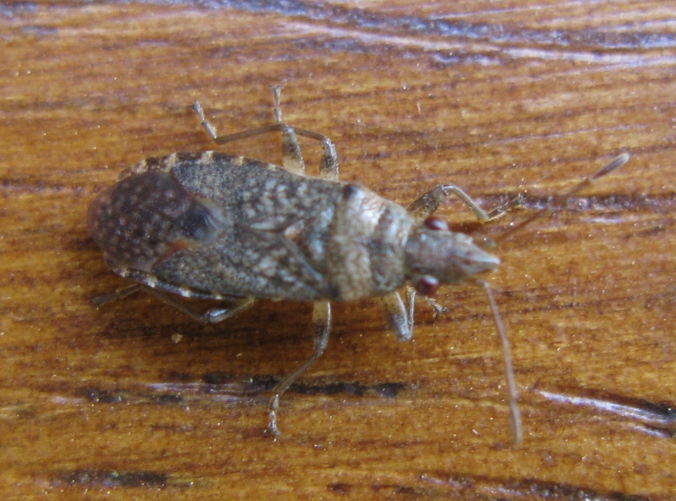 Lygaeidae: Orsillus cf. maculatus del Lazio (VT)