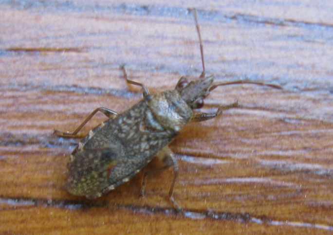 Lygaeidae: Orsillus cf. maculatus del Lazio (VT)