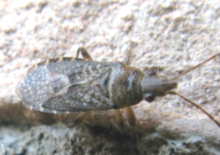 Lygaeidae: Orsillus cf. maculatus del Lazio (VT)