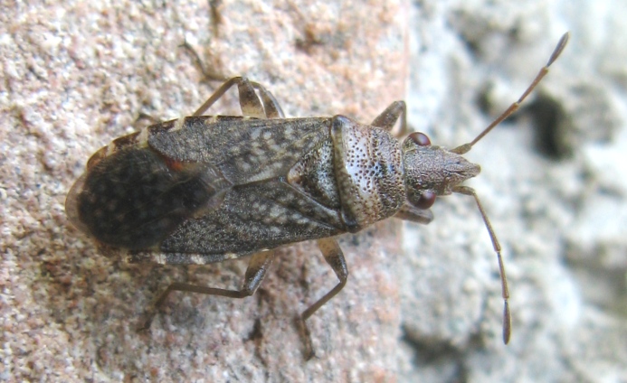 Lygaeidae: Orsillus cf. maculatus del Lazio (VT)