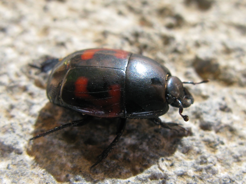 Hister quadrimaculatus