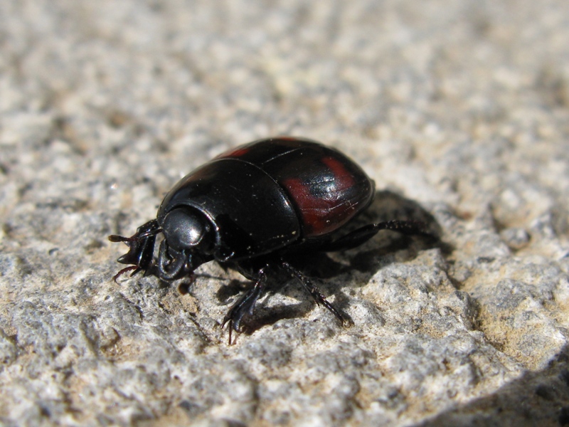 Hister quadrimaculatus