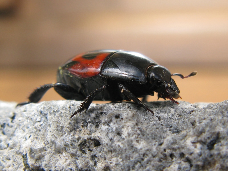 Hister quadrimaculatus