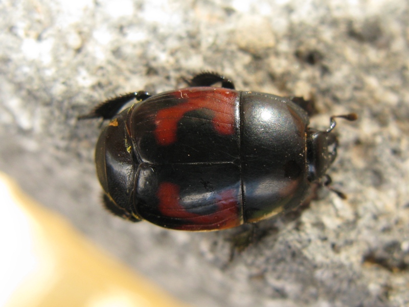 Hister quadrimaculatus