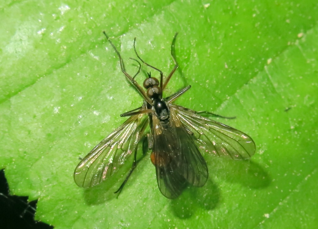 Brachystomatidae - Brachystoma vesiculosum