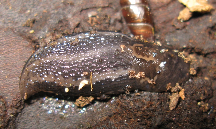 Limax sp. da Acquapendente (VT)