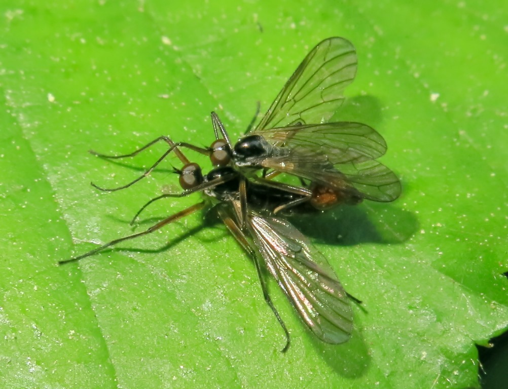 Brachystomatidae - Brachystoma vesiculosum