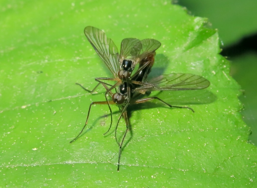 Brachystomatidae - Brachystoma vesiculosum
