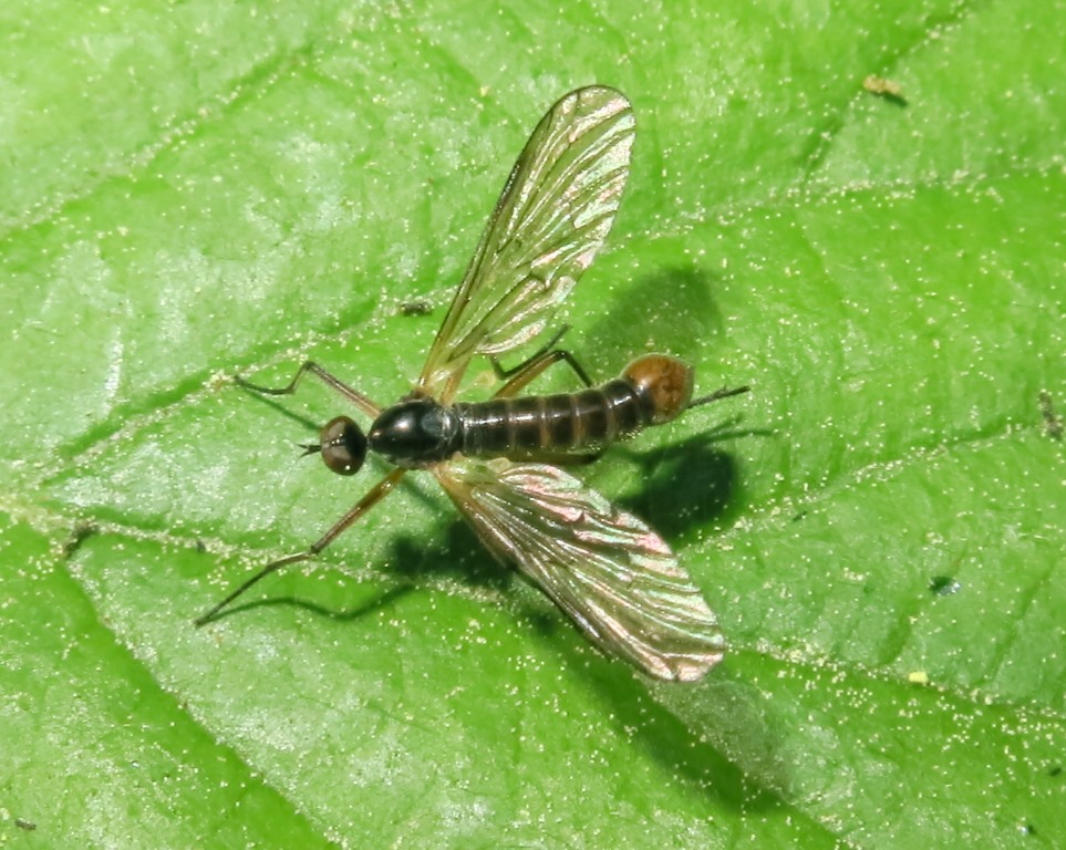Brachystomatidae - Brachystoma vesiculosum