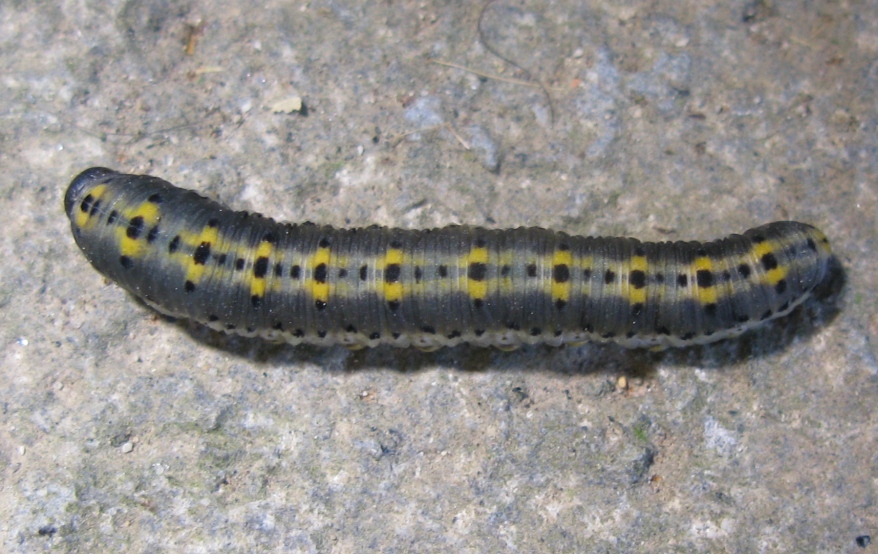 Identificazione bruco o larva ?