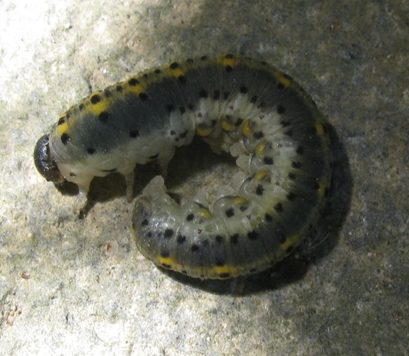 Identificazione bruco o larva ?