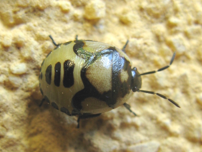 Tritomegas bicolor ? S, ninfa