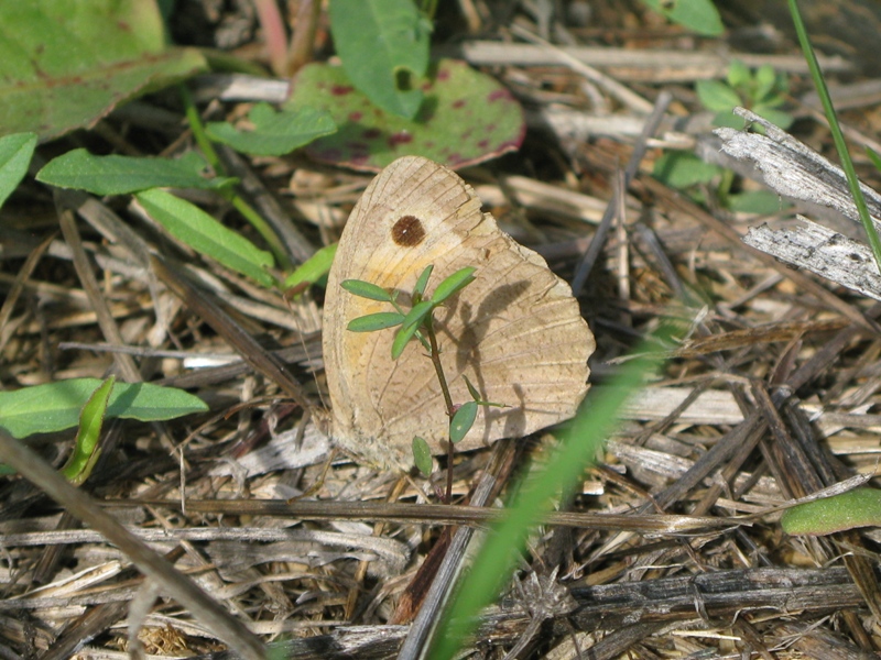 nymphalidae da determinare! - Maniola Jurtina