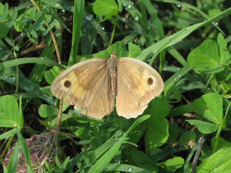 nymphalidae da determinare! - Maniola Jurtina