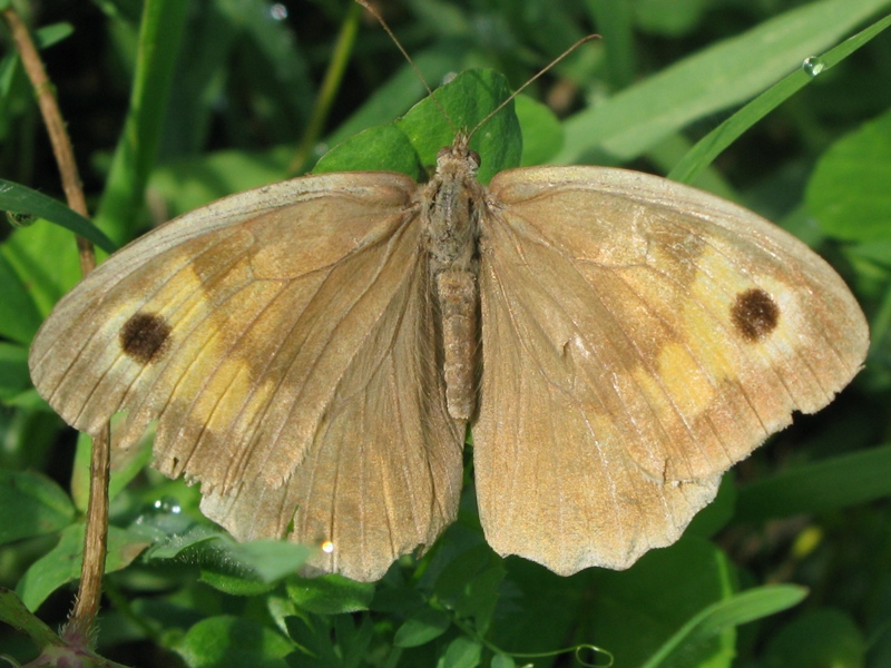 nymphalidae da determinare! - Maniola Jurtina