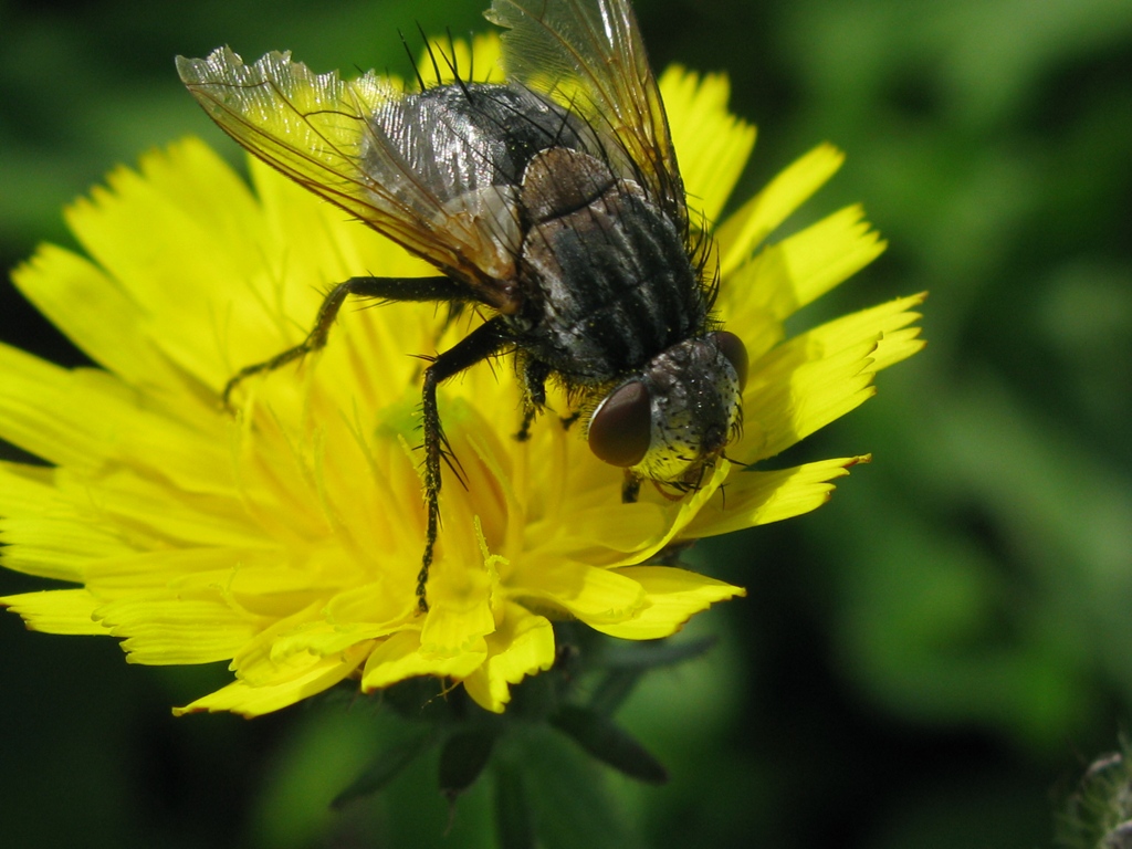 Tachinidae trib Gonini, Pseudogonia sp.