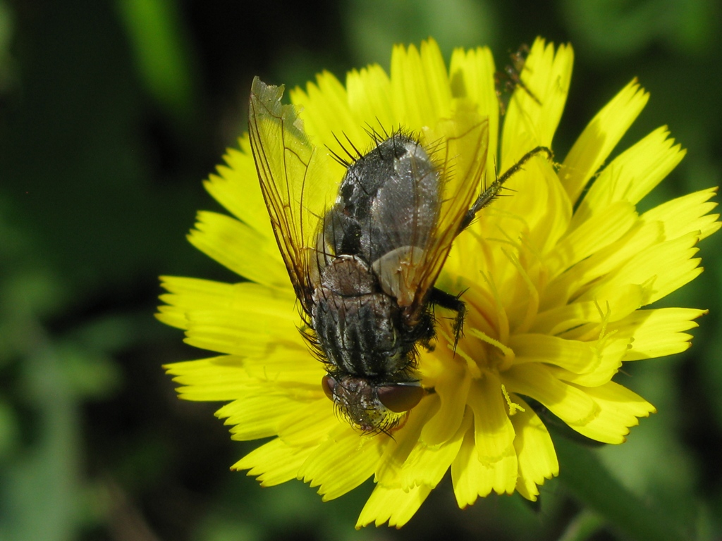Tachinidae trib Gonini, Pseudogonia sp.