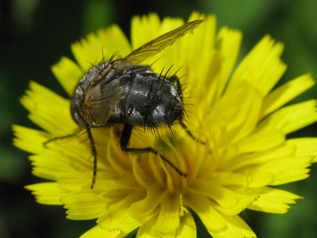Tachinidae trib Gonini, Pseudogonia sp.