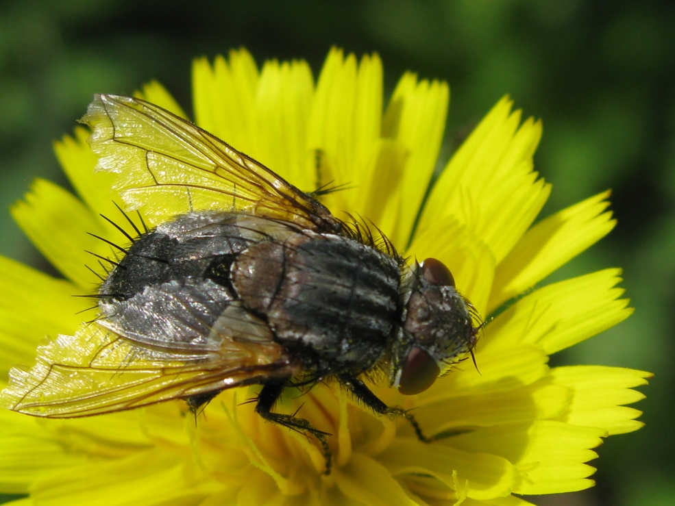 Tachinidae trib Gonini, Pseudogonia sp.