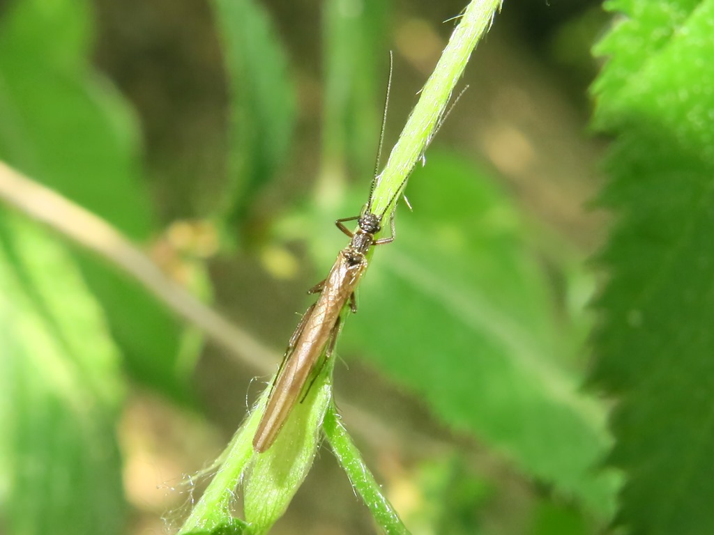 Plecoptera Leuctridae: Leuctra sp.  di Acquapendente (VT)