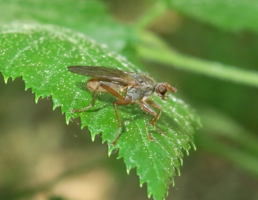 Scathophaga cf. lutaria (Scathophagidae)