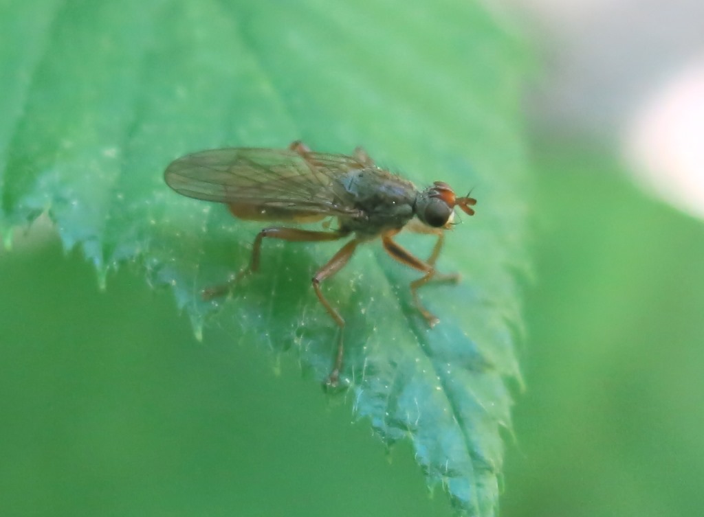 Scathophaga cf. lutaria (Scathophagidae)