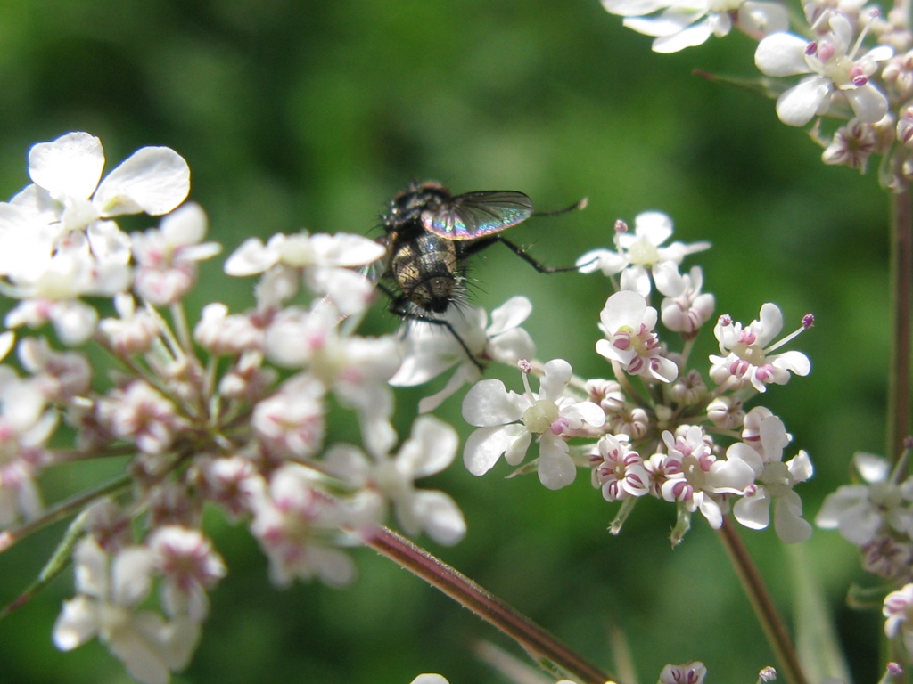 Meigenia sp. (Tachinidae)