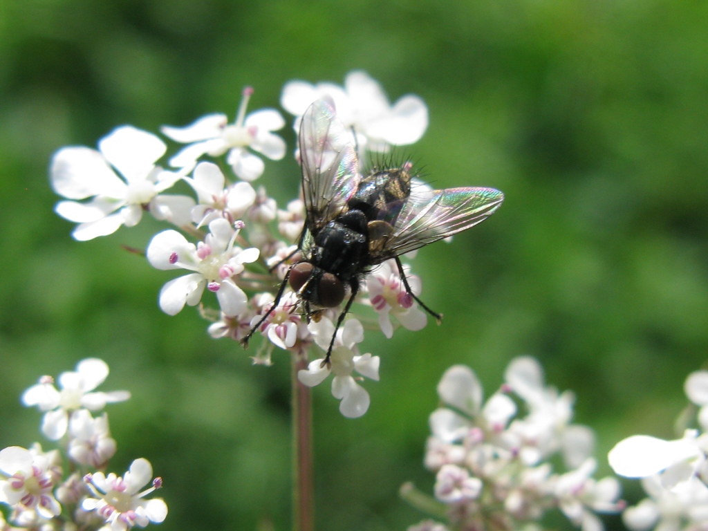 Meigenia sp. (Tachinidae)