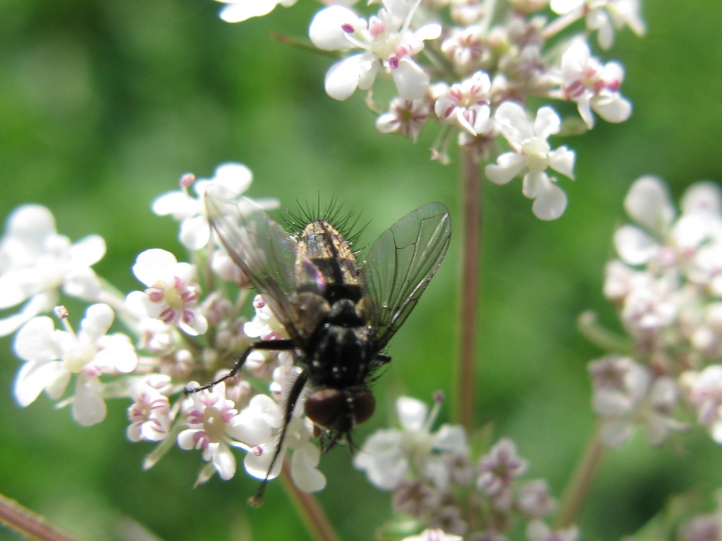 Meigenia sp. (Tachinidae)