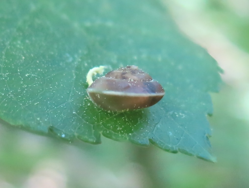 giovane gastropda da determinare?