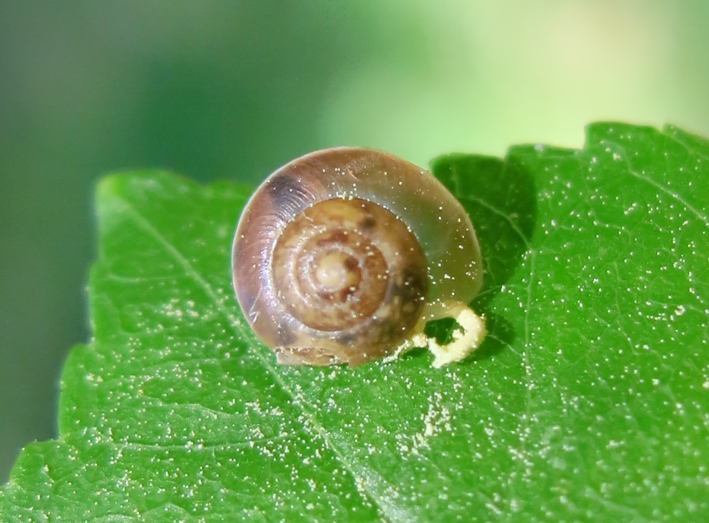 giovane gastropda da determinare?