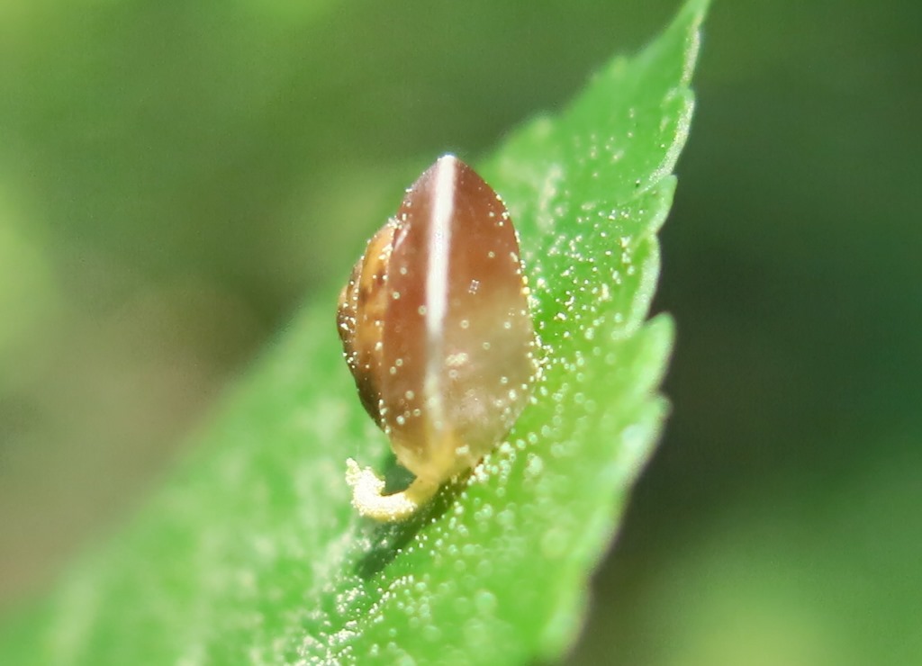 giovane gastropda da determinare?