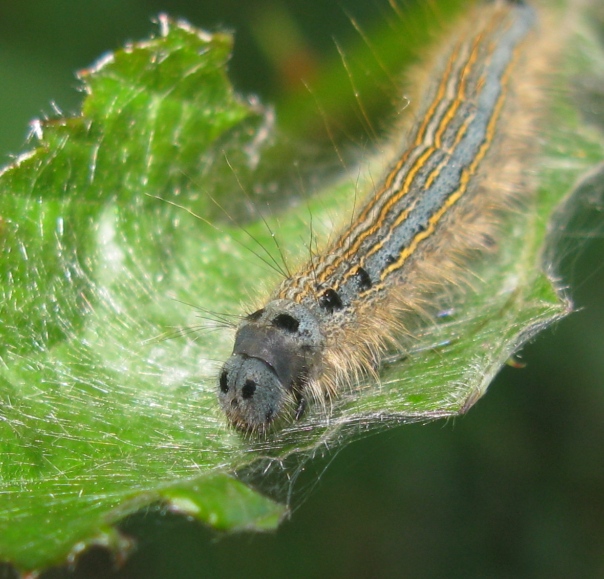 Lasiocampidae - bruco Malacosoma neustria ?