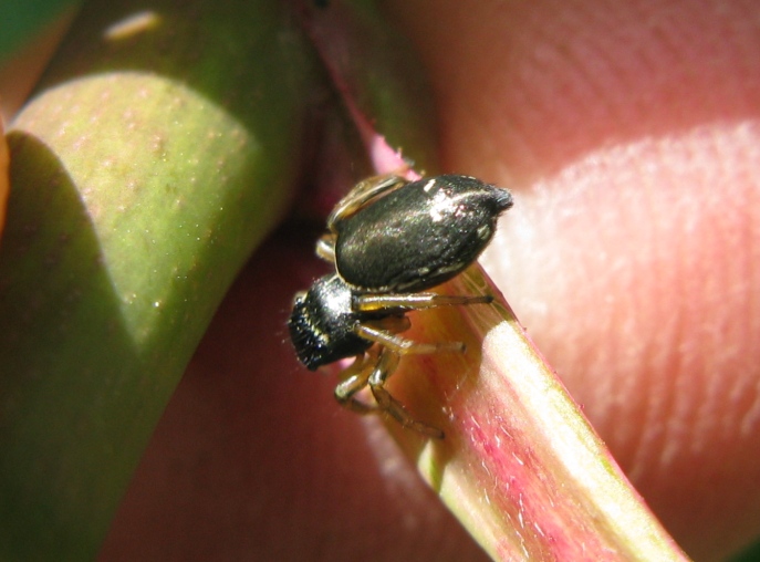 Heliophanus sp. - Acquapendente (VT)