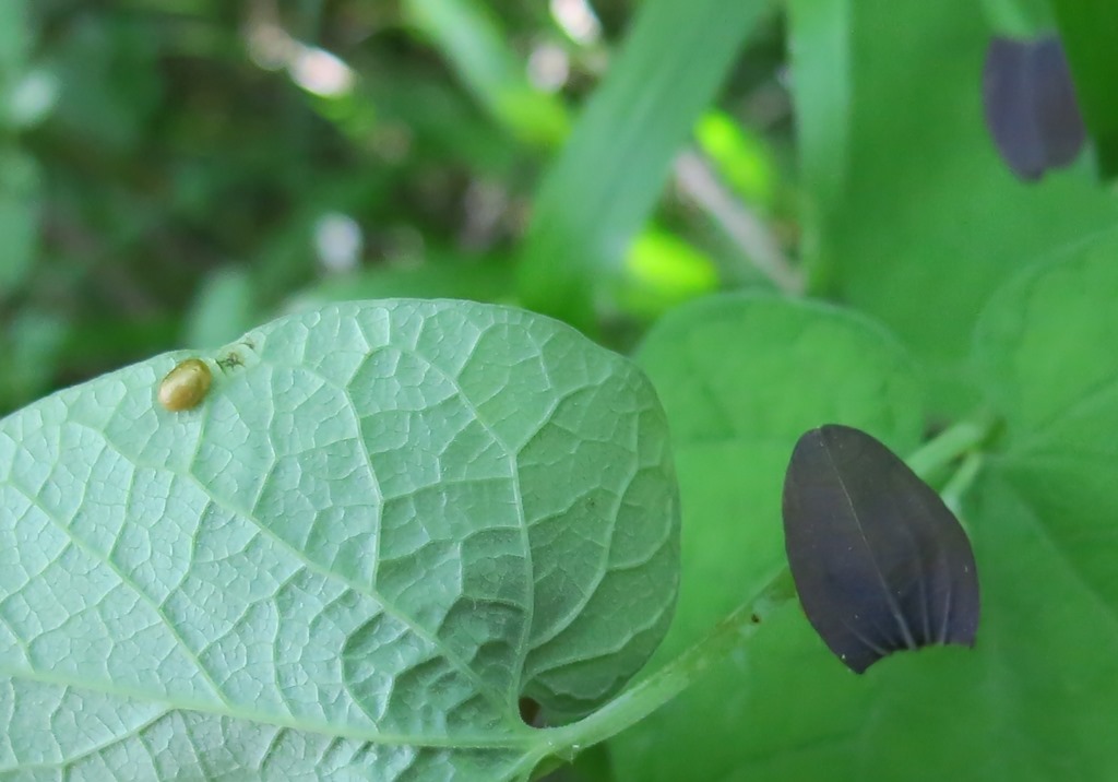 Uovo su Aristolochia rotunda