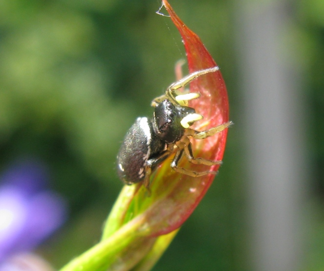 Heliophanus sp. - Acquapendente (VT)