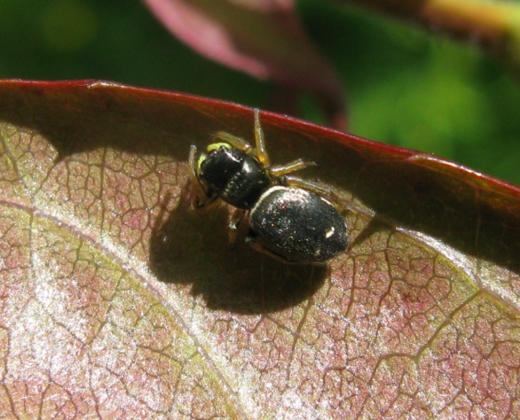 Heliophanus sp. - Acquapendente (VT)