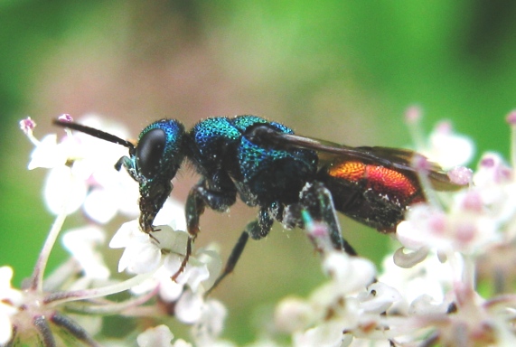 nuovo Chrysididae da id? prob. Hedychrum gerstaeckeri
