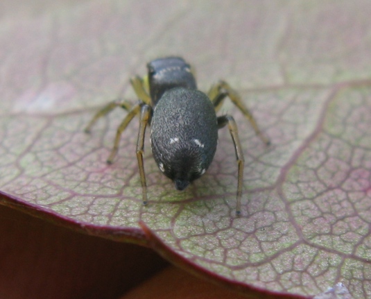 Heliophanus sp. - Acquapendente (VT)