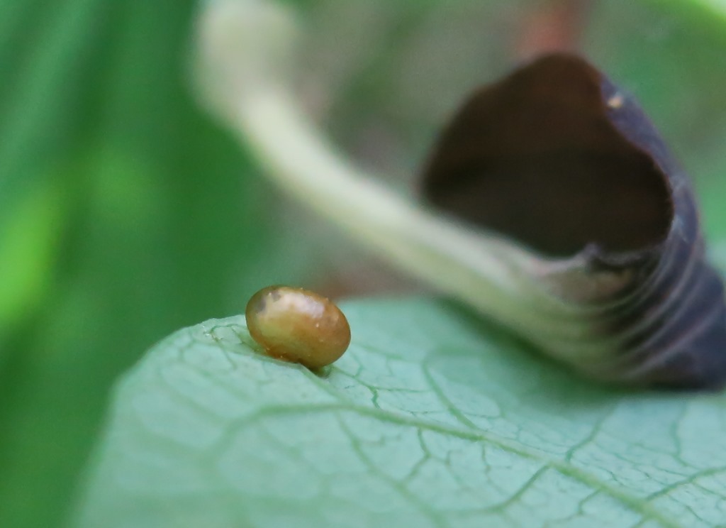 Uovo su Aristolochia rotunda