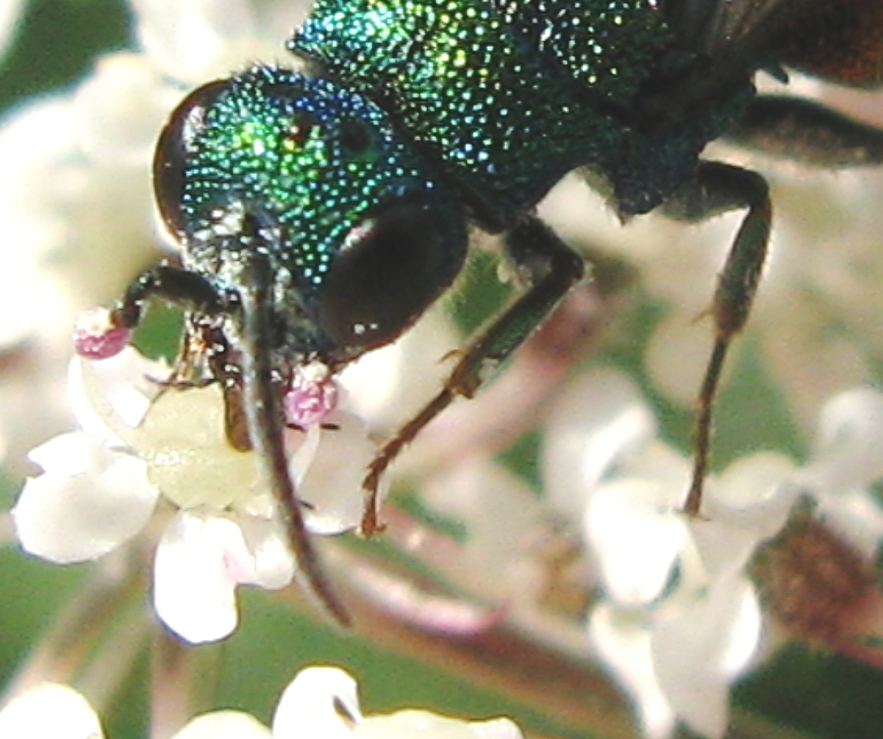 nuovo Chrysididae da id? prob. Hedychrum gerstaeckeri