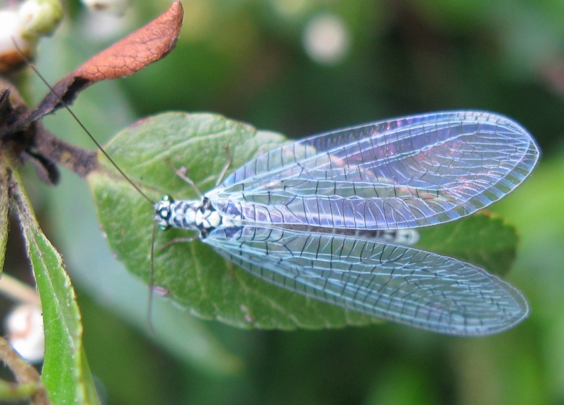 Chrysopa perla ?