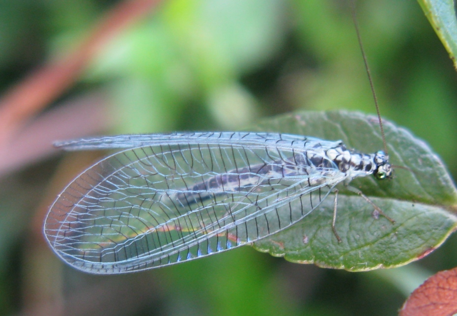 Chrysopa perla ?