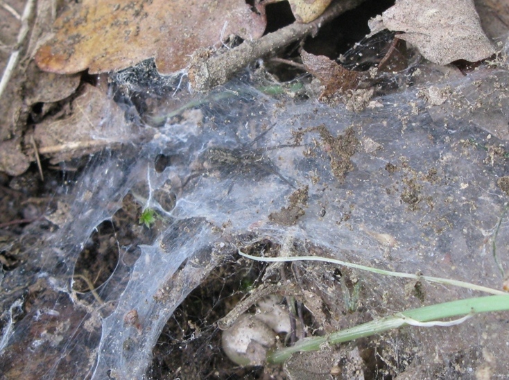 Tegenaria cf. atrica - Acquapendente (VT)