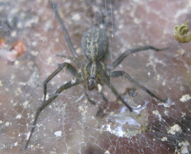 Tegenaria cf. atrica - Acquapendente (VT)