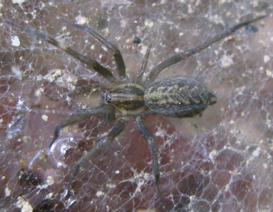 Tegenaria cf. atrica - Acquapendente (VT)