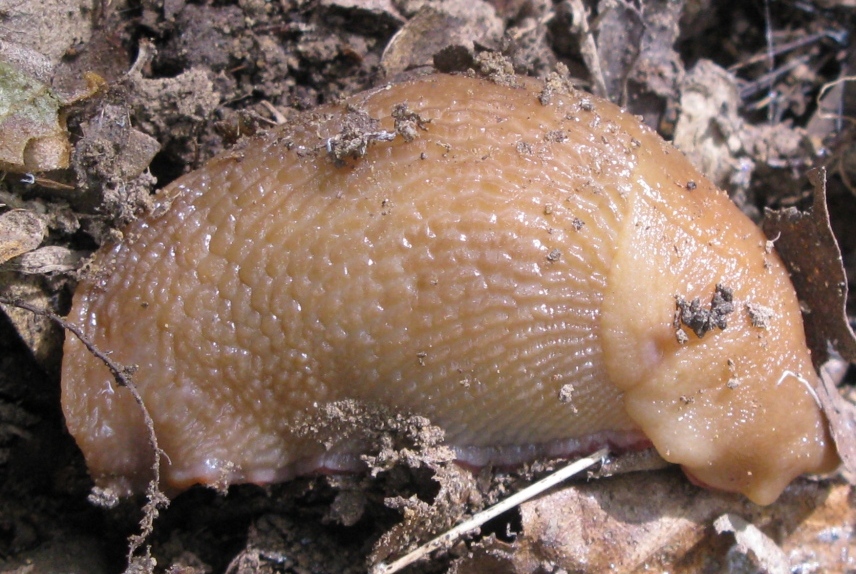 Limax corsicus-gruppo da Acquapendente (VT)