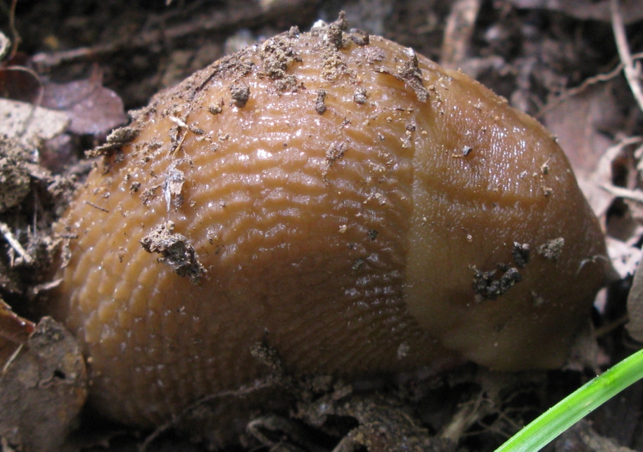 Limax corsicus-gruppo da Acquapendente (VT)