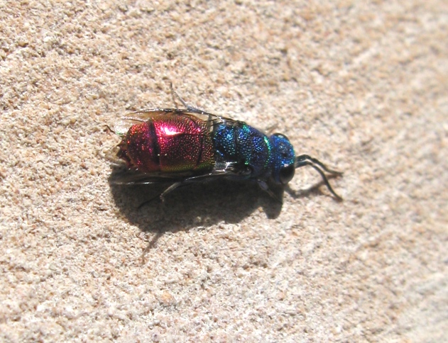 Chrysididae da determinare: prob. Chrysis gruppo ignita